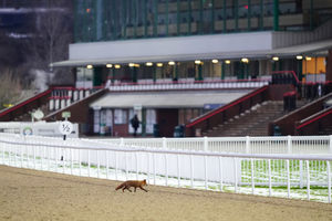A fox crosses the track at Wolverhampton Racecourse. Picture date: Tuesday January 6, 2026. PA Photo. Photo credit should read: David Davies/PA Wire.RESTRICTIONS: Use subject to restrictions. Editorial use only, no commercial use without prior consent from rights holder.