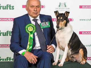 Supporting image for story: Pawsome day as Wem man's dog wins Crufts best of breed