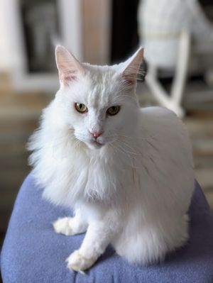 Geralt is now able to walk again as normal after treatment.