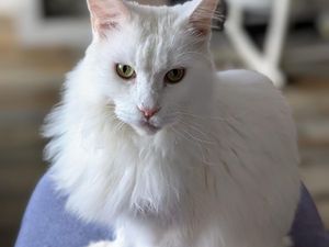 Supporting image for story: Birmingham vets help paralysed cat walk again