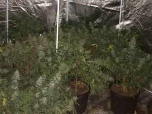 Supporting image for story: Cannabis factory found in block of flats
