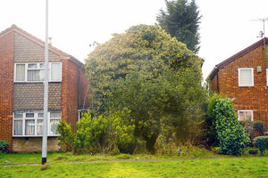 Supporting image for story: Owners finally see the light as rampant ivy gets the chop