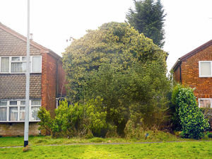 Supporting image for story: Owners finally see the light as rampant ivy gets the chop
