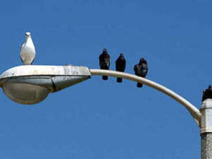 Supporting image for story: Street lights switch-off is a glowing success