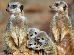 Supporting image for story: Two baseball players unintentionally paid tribute to one of the Lion King’s best songs