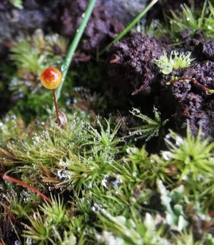 Upright Apple-moss (Bartramia aprica). Image by Ellie Bagget