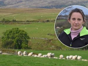 Supporting image for story: Farmers’ Union of Wales welcomes tougher laws against dog attacks