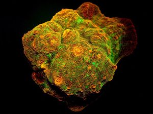 Supporting image for story: Scientists have figured out why deep-water corals glow