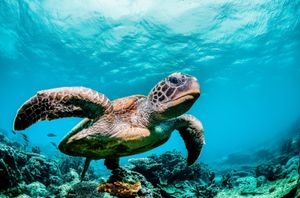 Green sea turtle swimming among colourful coral reef in beautiful clear water