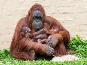 Supporting image for story: Dudley Zoo welcomes second orangutan baby in just four weeks