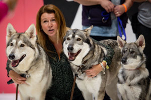 Alaskan Malamutes at the National Pet Show at the NEC, Birmingham. PA Photo. Picture date: Sunday November 3, 2019.  Photo credit should read: Jacob King/PA Wire.