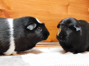 Gin and Tonic were found with 17 guinea pigs believed to be their children. Photo: RSPCA