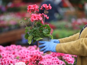 A consumer picks up a plant at a garden centre