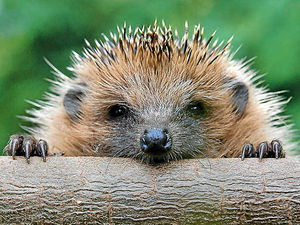 Supporting image for story: Hedgehogs struggle to find right habitats as cold snap hits Shropshire