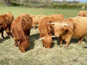 Alex Daly-Smith saw the Highland cows having some light lunch on the Oteley Estate, Ellesmere, on Saturday, April 9. 