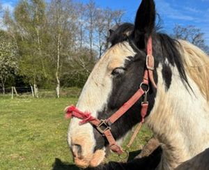 The horse made a full recovery, according to Staffordshire Fire and Rescue Service