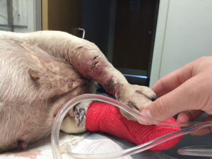 Supporting image for story: Shropshire puppy farm owner who treated horror dog injury with Calpol banned for 10 years