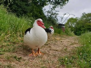 Supporting image for story: 'Keep your dogs on leads' plea after two popular ducks killed in attacks