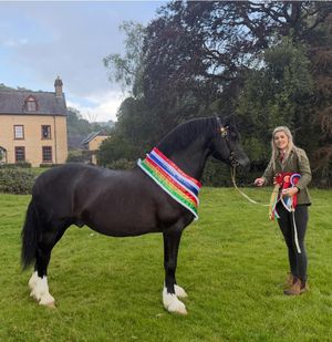 Overall Horse Champion - Claire Louise Davies with a Section D Stallion