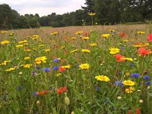 Supporting image for story: Wildflowers to bring colour to Walsall