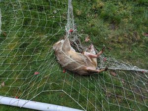 Supporting image for story: 'Save wildlife animals by packing away football nets' – RSPCA