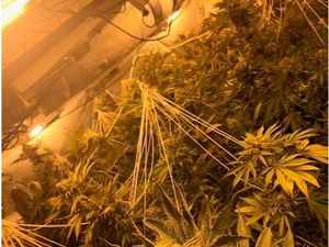 Supporting image for story: 200 cannabis plants worth £200,000 seized from Telford address