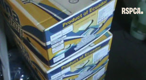 The tortoises were contained in three boxes that were stacked, with no food or water. Photo: RSPCA