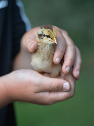 Sheriff the chick