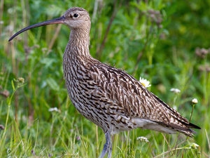 Supporting image for story: Funding approved to preserve Shropshire nature reserve
