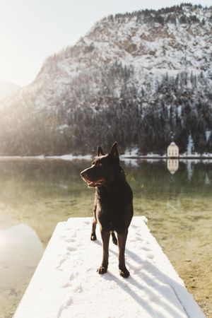 Zeus in Plansee, Austria 