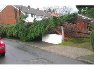 Supporting image for story: Pensioner's shock as trees fall into fence