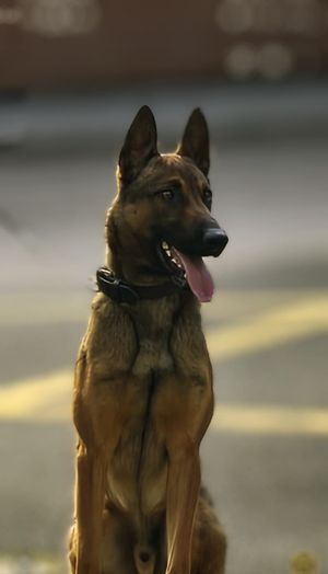PD Nero, West Midlands Police Dog Unit