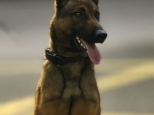 Supporting image for story: Heroic police dog helps detain kidnapping suspects following incident in Tipton