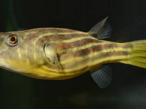 Supporting image for story: It appears humans and pufferfish share the same genes for teeth