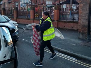 Supporting image for story: Swan brings traffic to a standstill outside Shrewsbury school