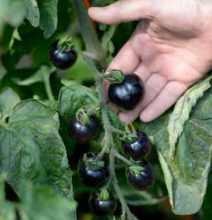 A heritage tomato variety being grown for the first time at the site