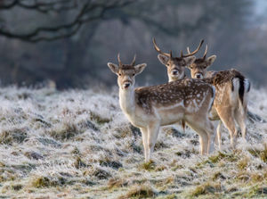 Supporting image for story: National Trust sites' opening hit by the weather 