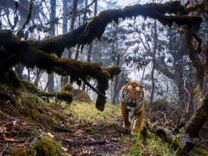 Supporting image for story: GALLERY: Wildlife Photographer of the Year returns to Wolverhampton