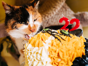 Supporting image for story: Shropshire Cat Rescue holding birthday party for oldest resident as she turns 22