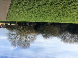 Supporting image for story: Plea to save neglected woods next to Walsall school