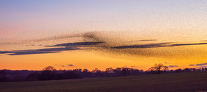 Photo taken by Andrew Fusek Peters, pro wildlife photographer