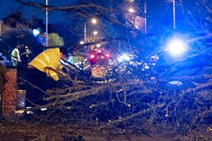 Workers clear the tree in Birches Barn Road 