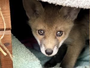 At the end of August they will be taken to specially prepared release sites