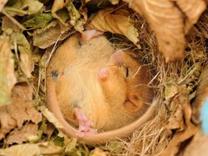 Supporting image for story: Planning reforms break Labour’s promise to protect nature, green groups say