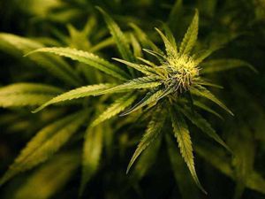 Supporting image for story: Almost £800 worth of cannabis found in Telford man's car