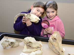 Supporting image for story: Wildlife activities for all ages in Ellesmere