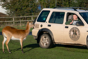 The annual animal stock take is underway at West Midland Safari Park