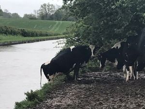 Supporting image for story: Cow rescues itself after falling into freezing canal