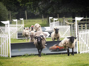 Supporting image for story: Cancelled: Hoo Farm sheep races scrapped after animal rights campaign