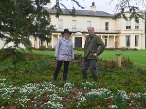 Supporting image for story: Snowdrop walk at Shropshire manor: Find out how you can enjoy an interesting Sunday stroll and help a good cause